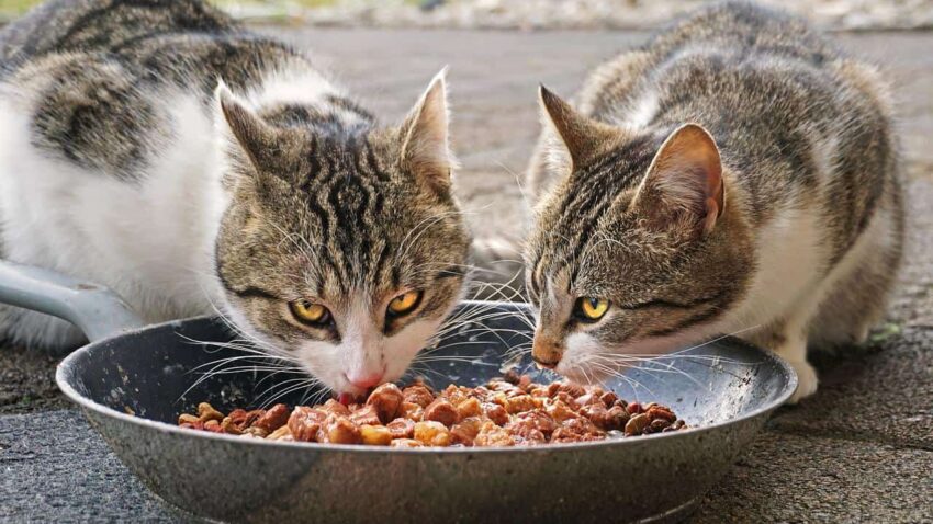 כמה עולה אוכל יבש לחתולים