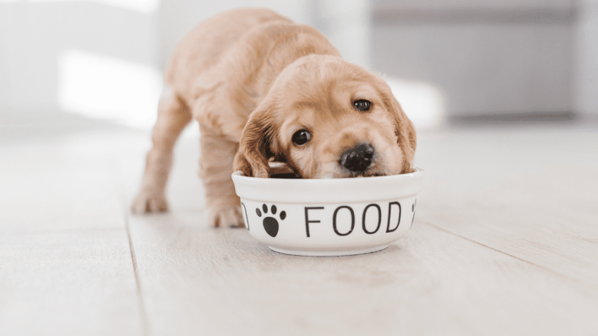 כמה עולה אוכל איכותי לכלבים
