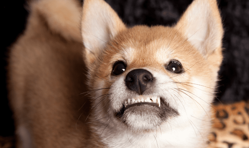 כמה עולה מוצר גירוד שיניים איכותי לכלבים.jng