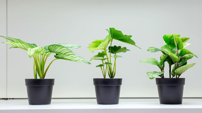 צמחים מלאכותיים
